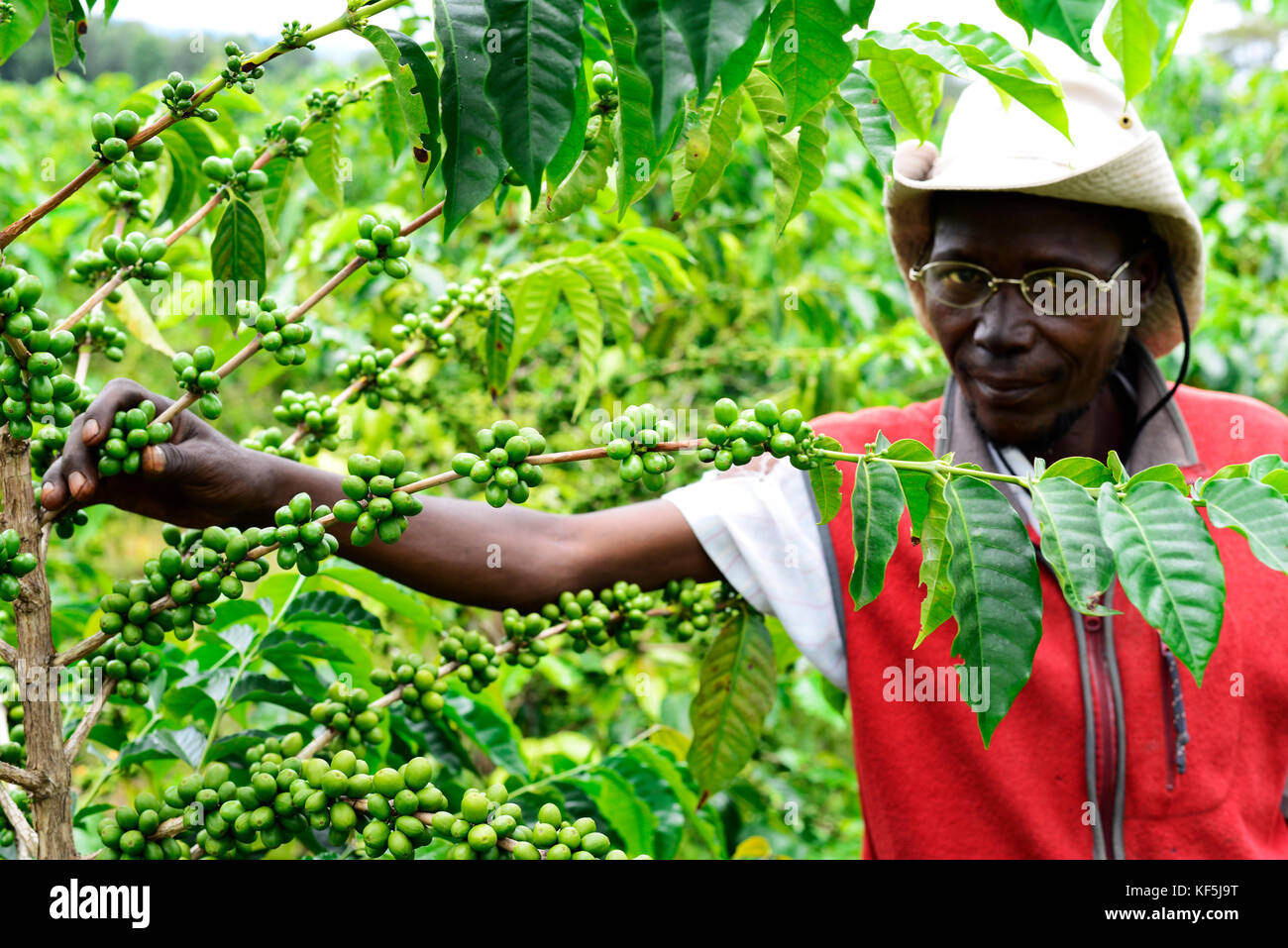 Coffee farmer africa hires stock photography and images Alamy