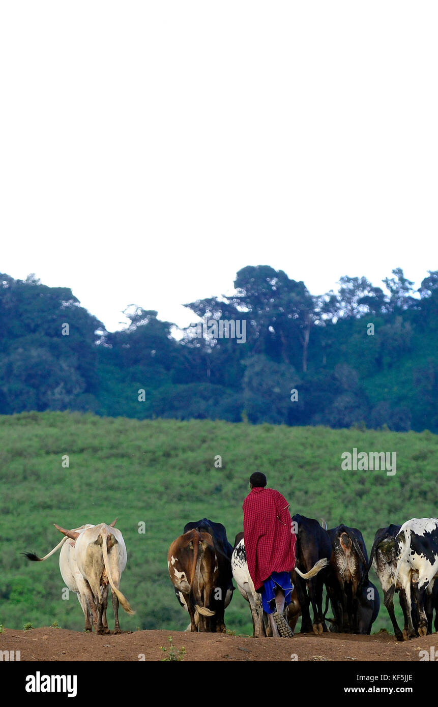 Maasai men with their cattle. Stock Photo