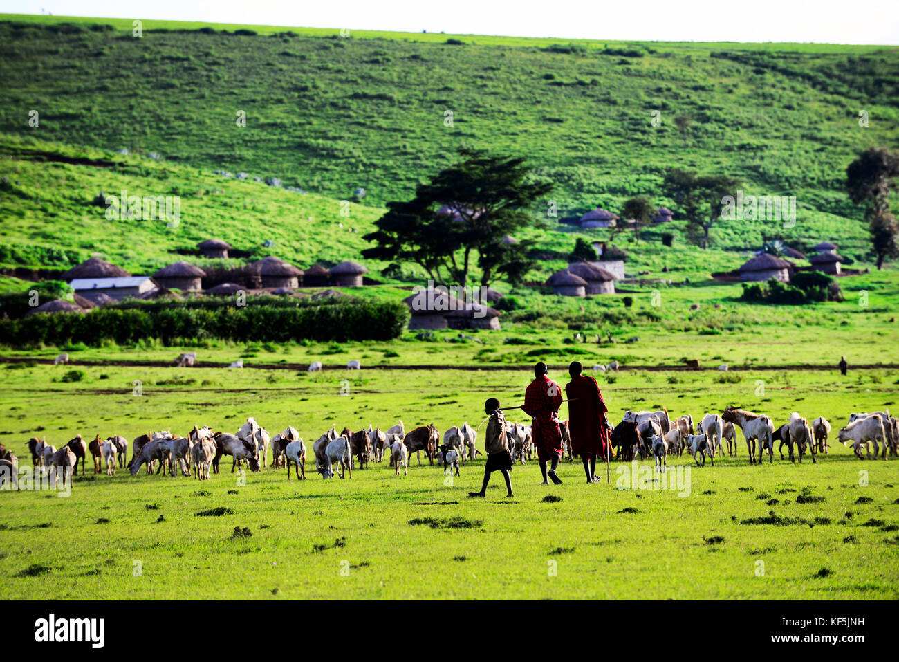 Maasai men with their cattle. Stock Photo