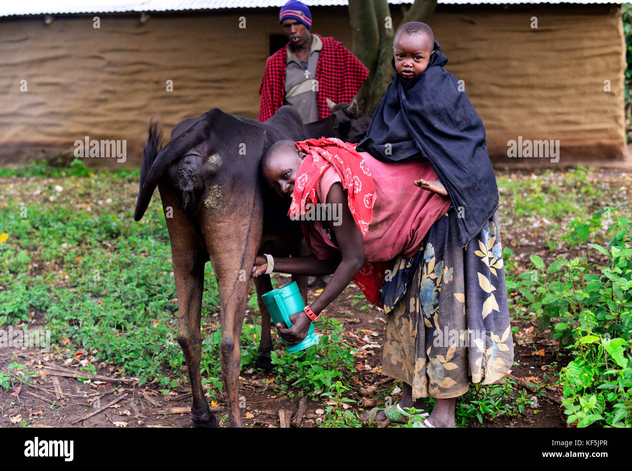 Woman milking cow hi-res stock photography and images - Alamy