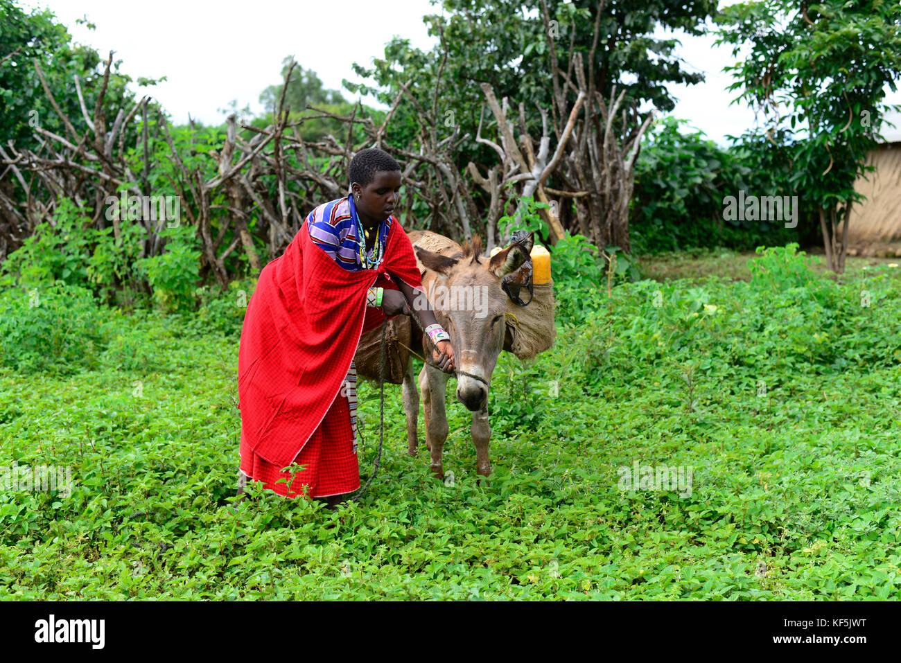 A Maasai woman with her donkey. Stock Photo