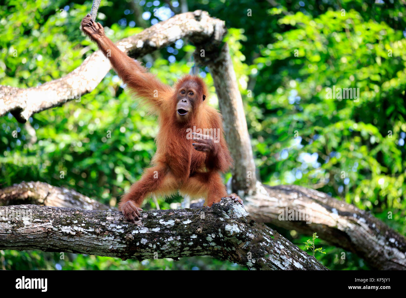 Orang Utan (Pongo pygmaeus), young animal climbing on tree, captive, occurrence Borneo Stock Photo