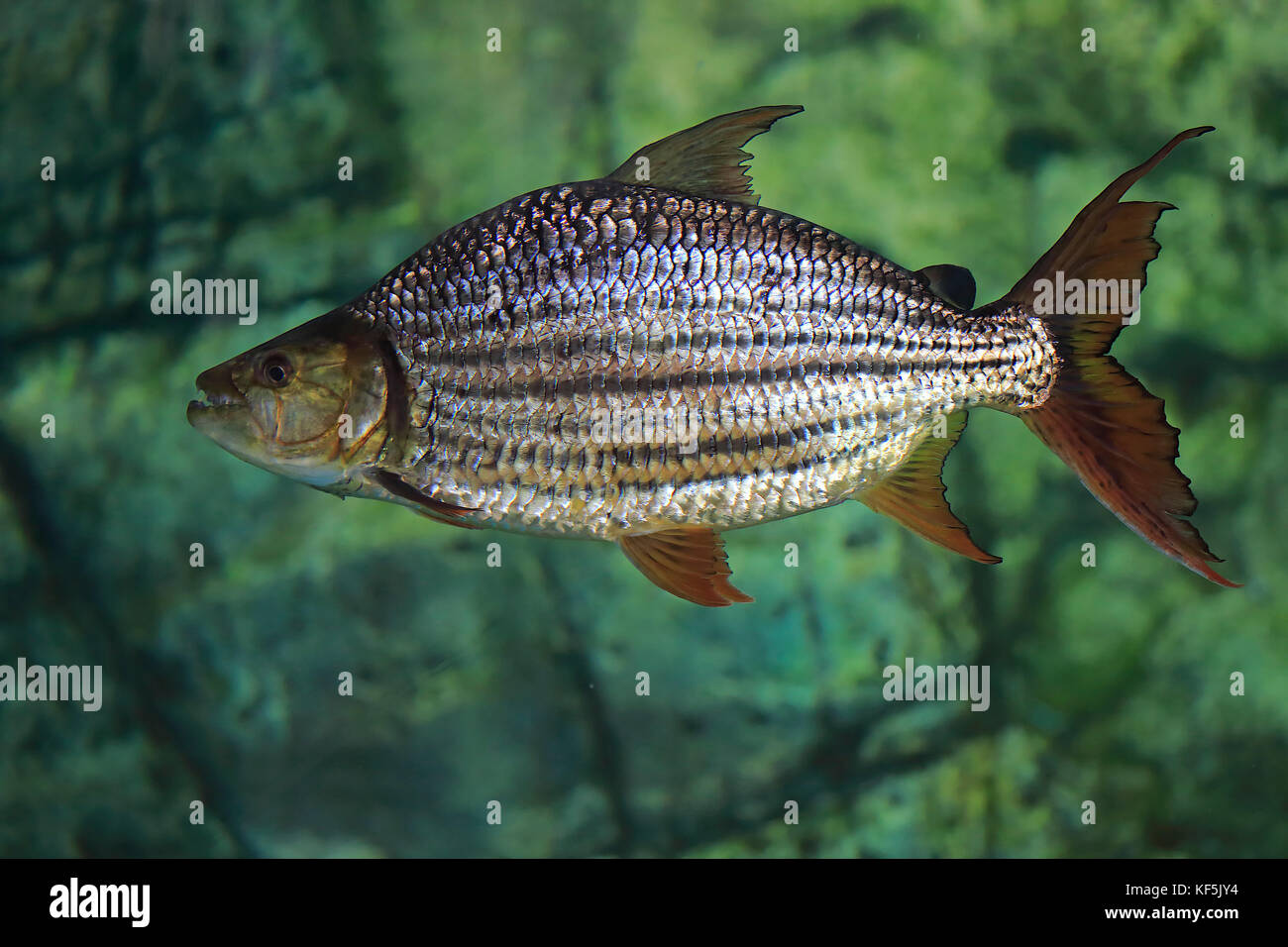 Goliath tigerfish (Hydrocynus goliath), adult, captive Stock Photo - Alamy