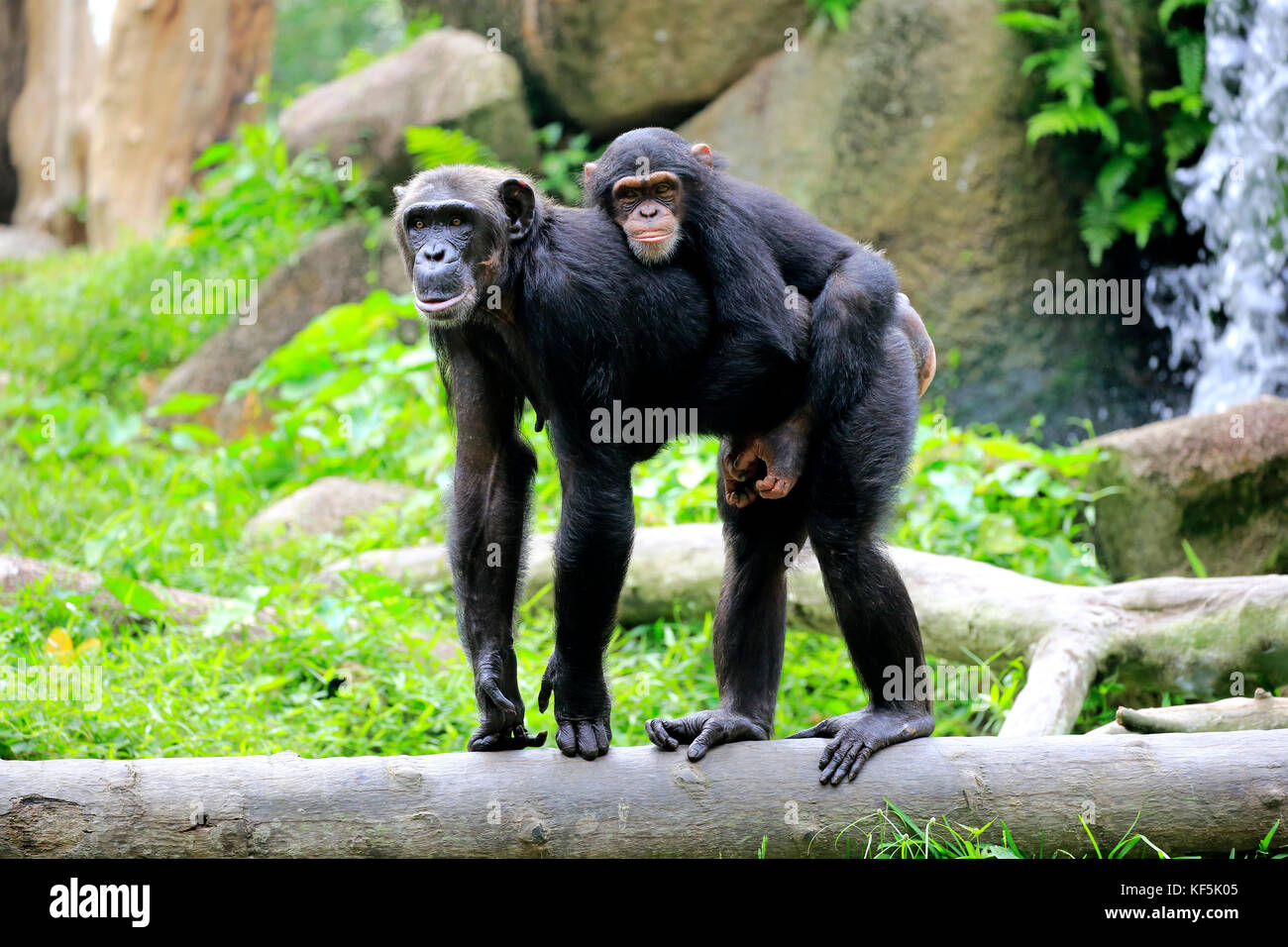 Chimpanzees (Pan troglodytes troglodytes), adult with offspring, young animal rides on back, social behaviour, captive Stock Photo