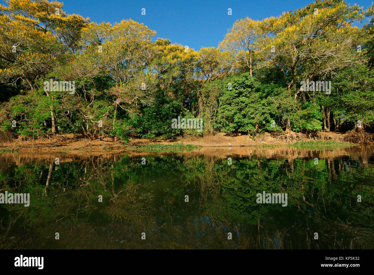 Tropical riverbank vegetation on the river bank, yellow flowering lapacho trees, Yellow Lapacho (Handroanthus serratifolius) Stock Photo