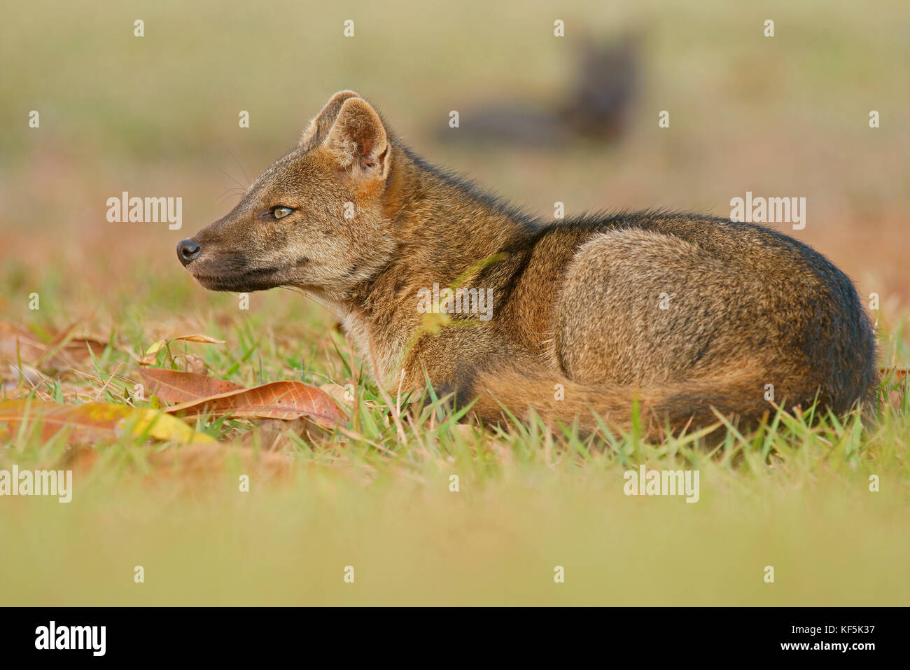Crabeating foxes (Cerdocyon thous) rests in the grass, Pantanal, Mato
