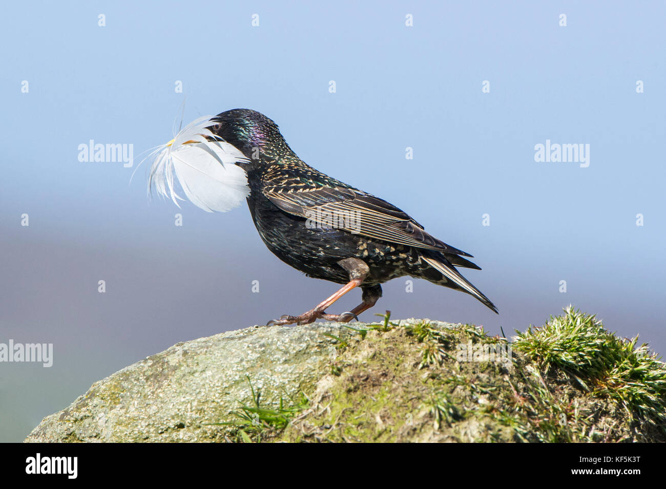 European Starling Sturnus Vulgaris With Feather As Nesting Material european-starling-sturnus-vulgaris-with-feather-as-nesting-material