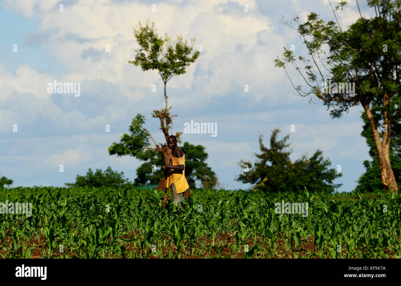 A farmer working in his Maze crop field in northern Tanzania. Stock Photo