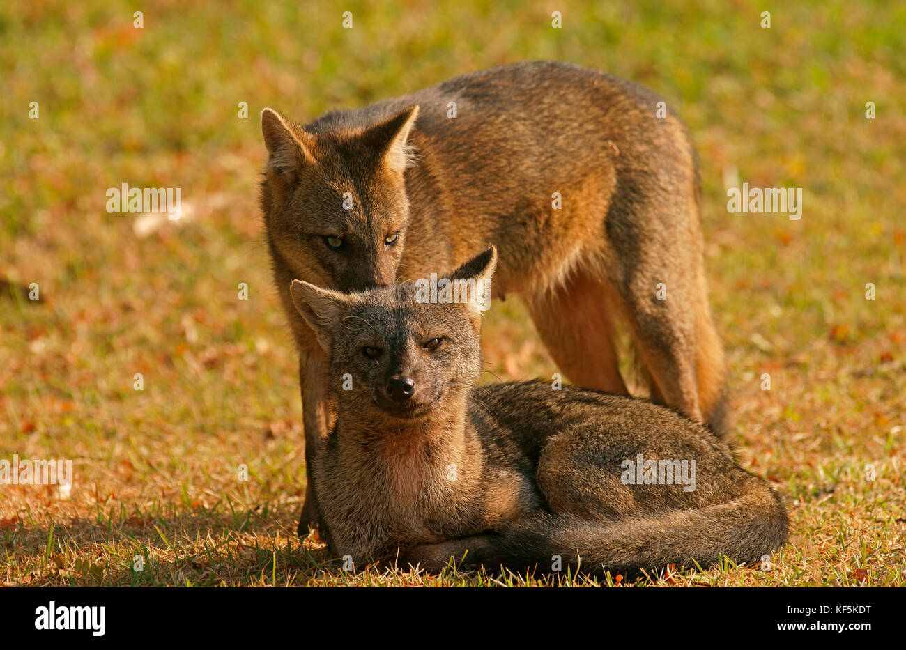 Crabeating foxes (Cerdocyon thous), pair, Pantanal, Mato Grosso