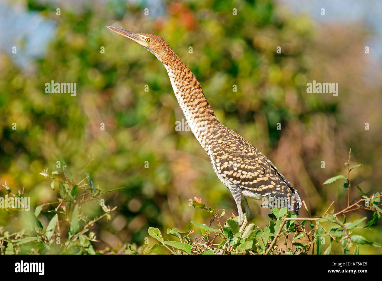Rufescent tiger heron (Tigrisoma lineatum), Young bird on the lookout, Pantanal, Brazil Stock Photo