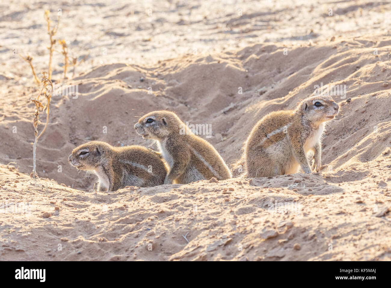 Cape ground squirrel  in a burrow in the Kgalagadi Transfrontier Park, situated in the Kalahari Desert which straddles South Africa and Botswana. Stock Photo