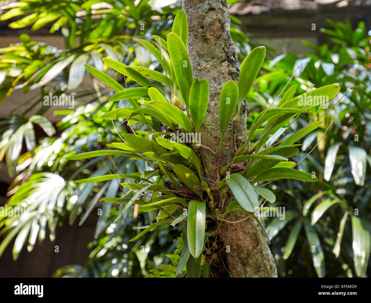 Bulba Tree Bulbophyllum hi-res stock photography and images - Alamy