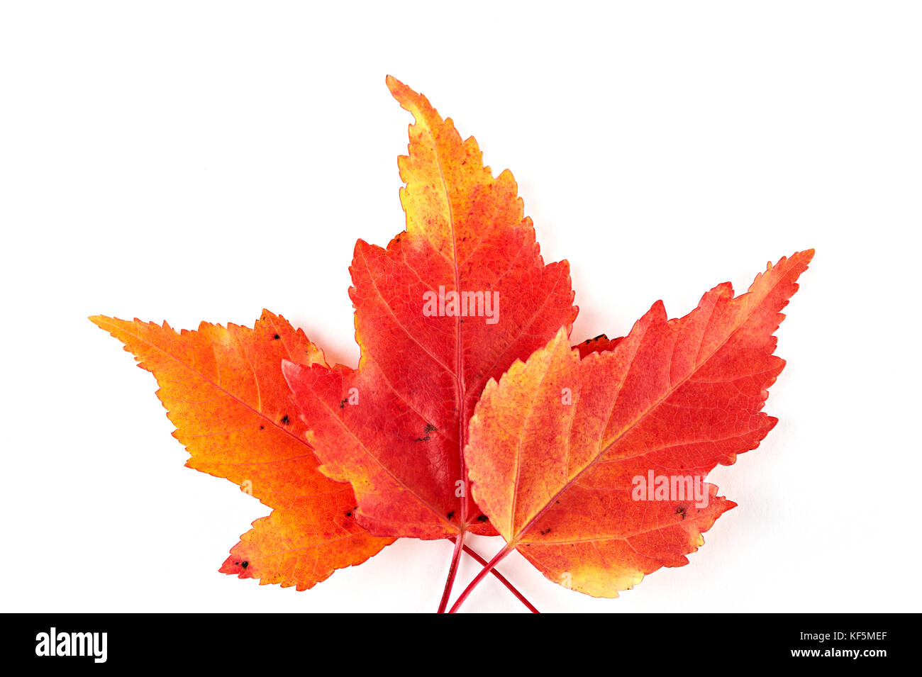 Three red autumn maple leaves isolated on white background. Top view ...