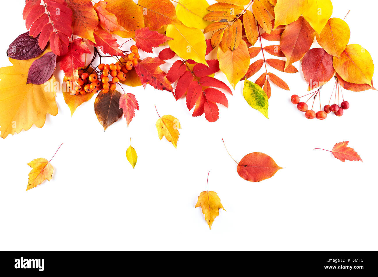 Red and yellow autumn leaves fall down isolated on white background. Top view. Stock Photo