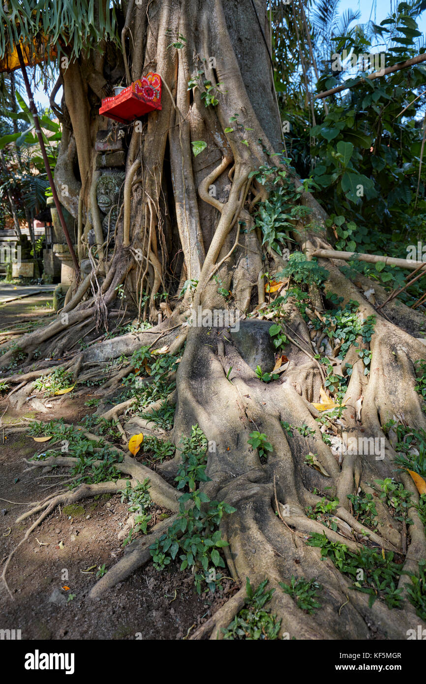 Roots of a Bodhi tree (Ficus religiosa) growing at the Agung Rai Museum of Art (ARMA). Ubud, Bali, Indonesia. Stock Photo