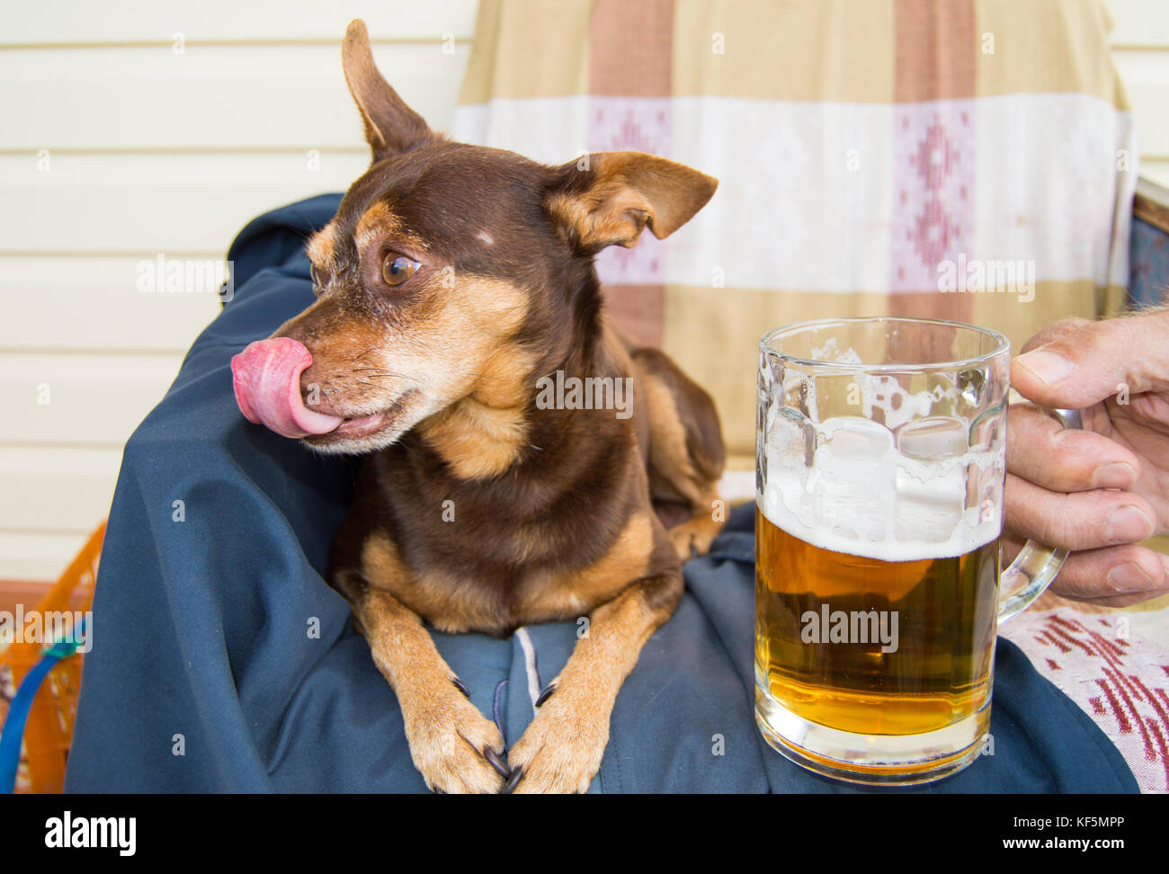 Funny Cute Dog With A Beer Which Offers Its Owner Humor Stock Photo Alamy