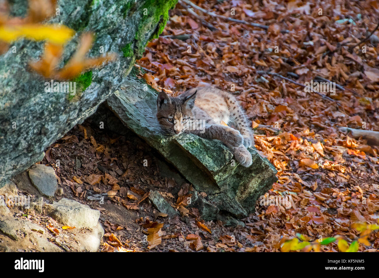 Two months old Eurasian lynx (Lynx lynx) kitten lying on rock near den in autumn forest Stock Photo