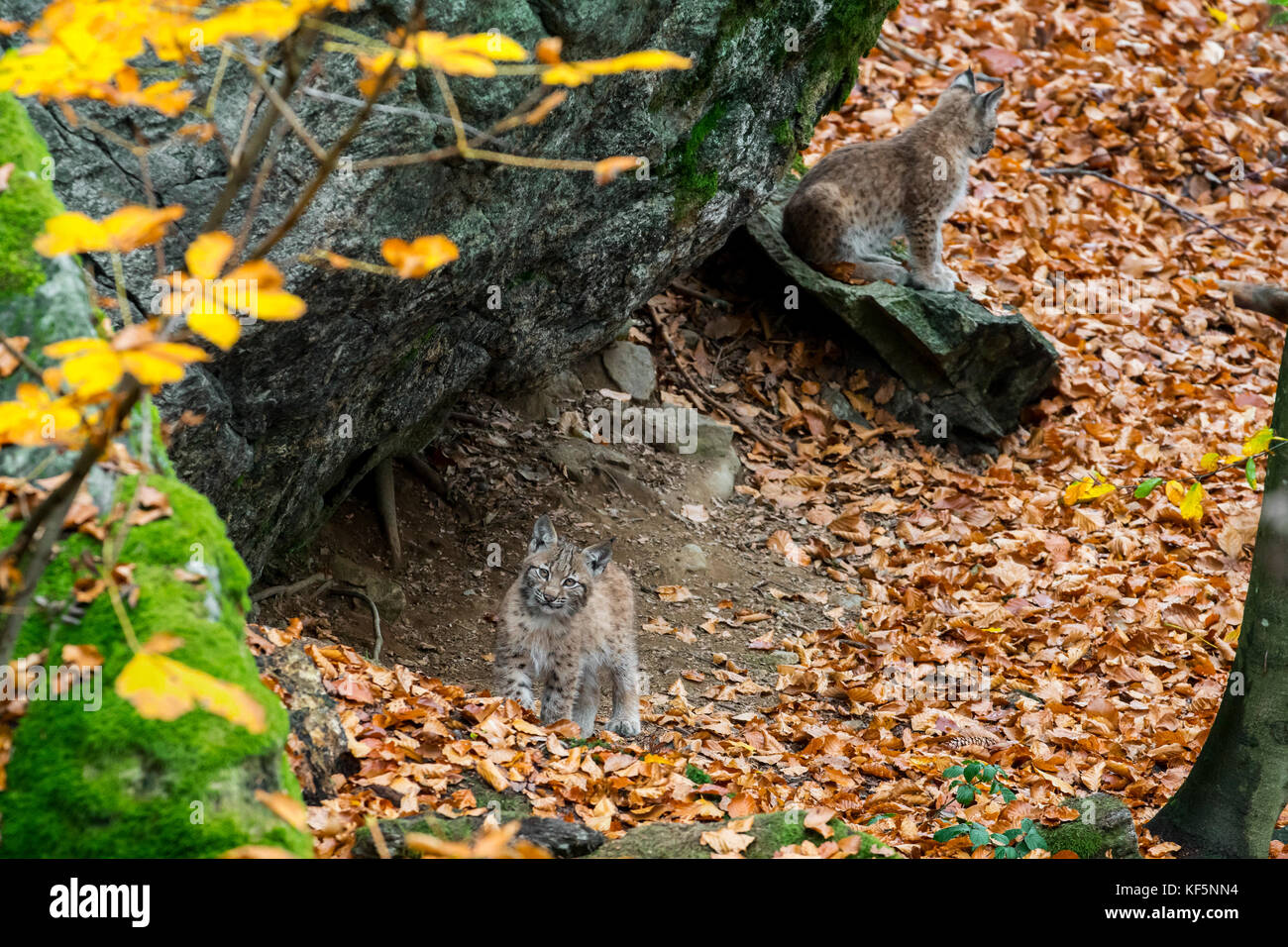 Two 2 months old Eurasian lynx (Lynx lynx) kittens at entrance of den in autumn forest Stock Photo