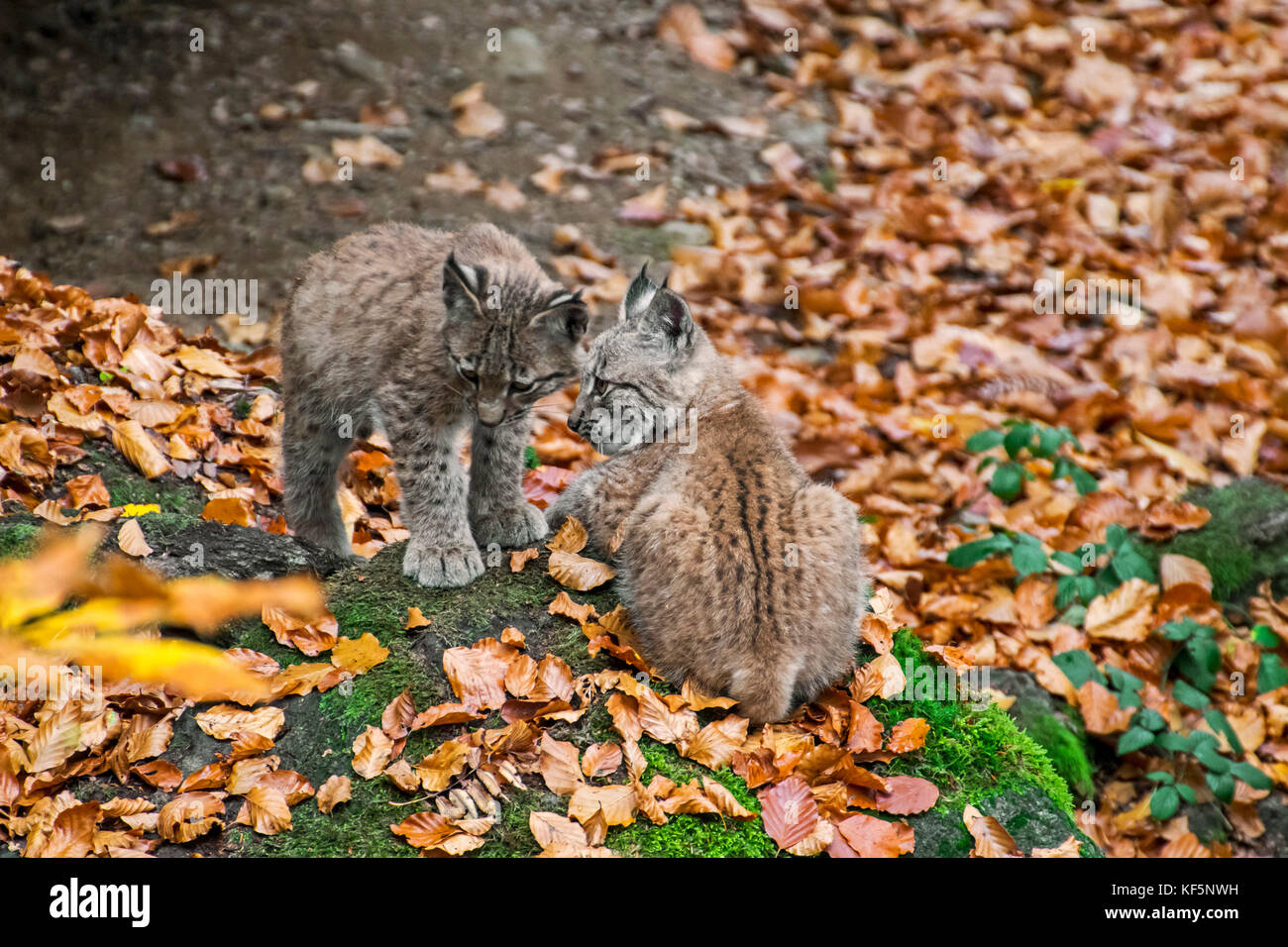 Two 2 months old Eurasian lynx (Lynx lynx) kittens at entrance of den in autumn forest Stock Photo