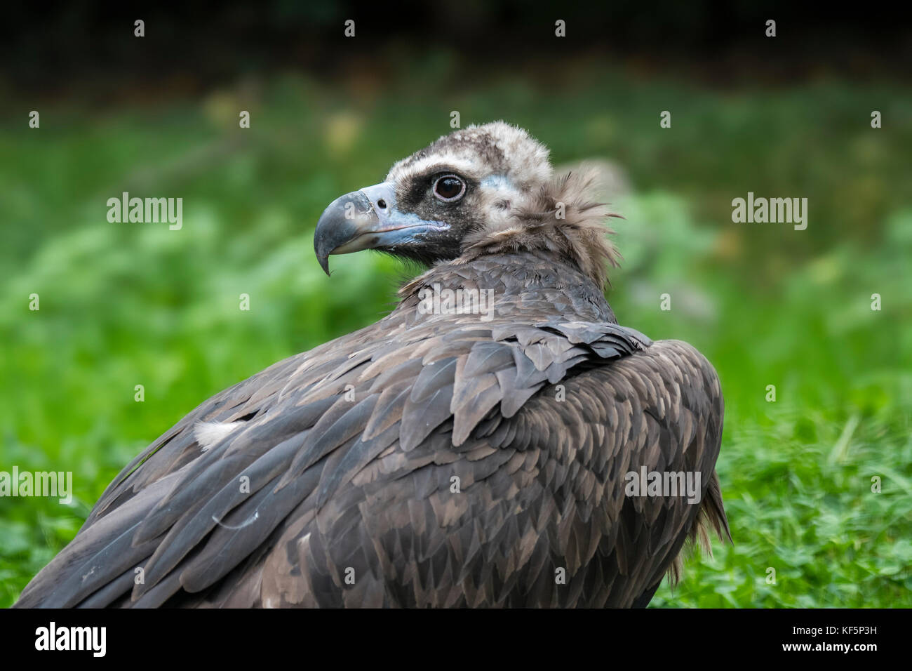 Cinereous vulture / monk vulture / Eurasian black vulture (Aegypius monachus) close up portrait Stock Photo