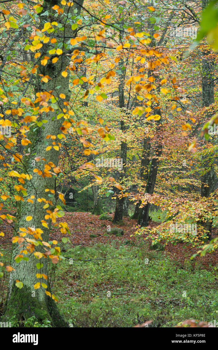 Autumn colors in a south swedish beech forest in nature reserve Fyledalen, Scania Sweden Stock Photo