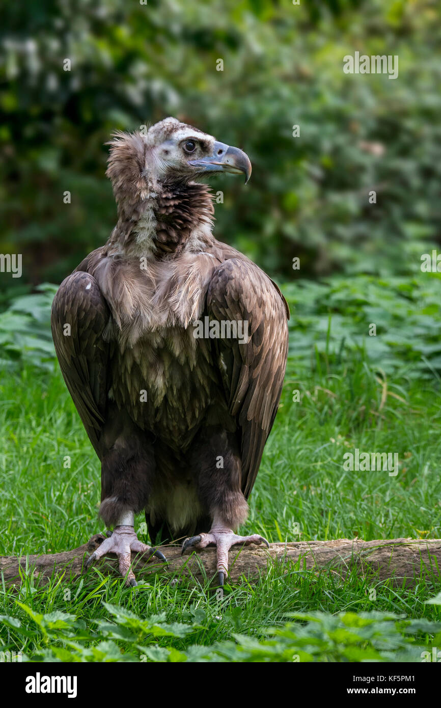Cinereous vulture / monk vulture / Eurasian black vulture (Aegypius monachus) portrait Stock Photo