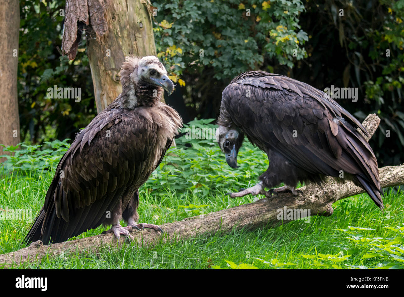 Cinereous vulture / monk vulture / Eurasian black vulture (Aegypius monachus) couple Stock Photo