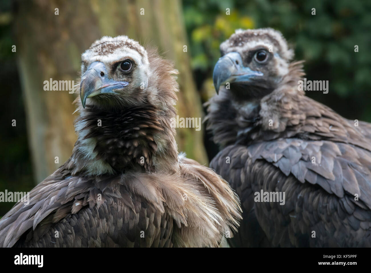 Cinereous vulture / monk vulture / Eurasian black vulture (Aegypius monachus) close up of couple Stock Photo