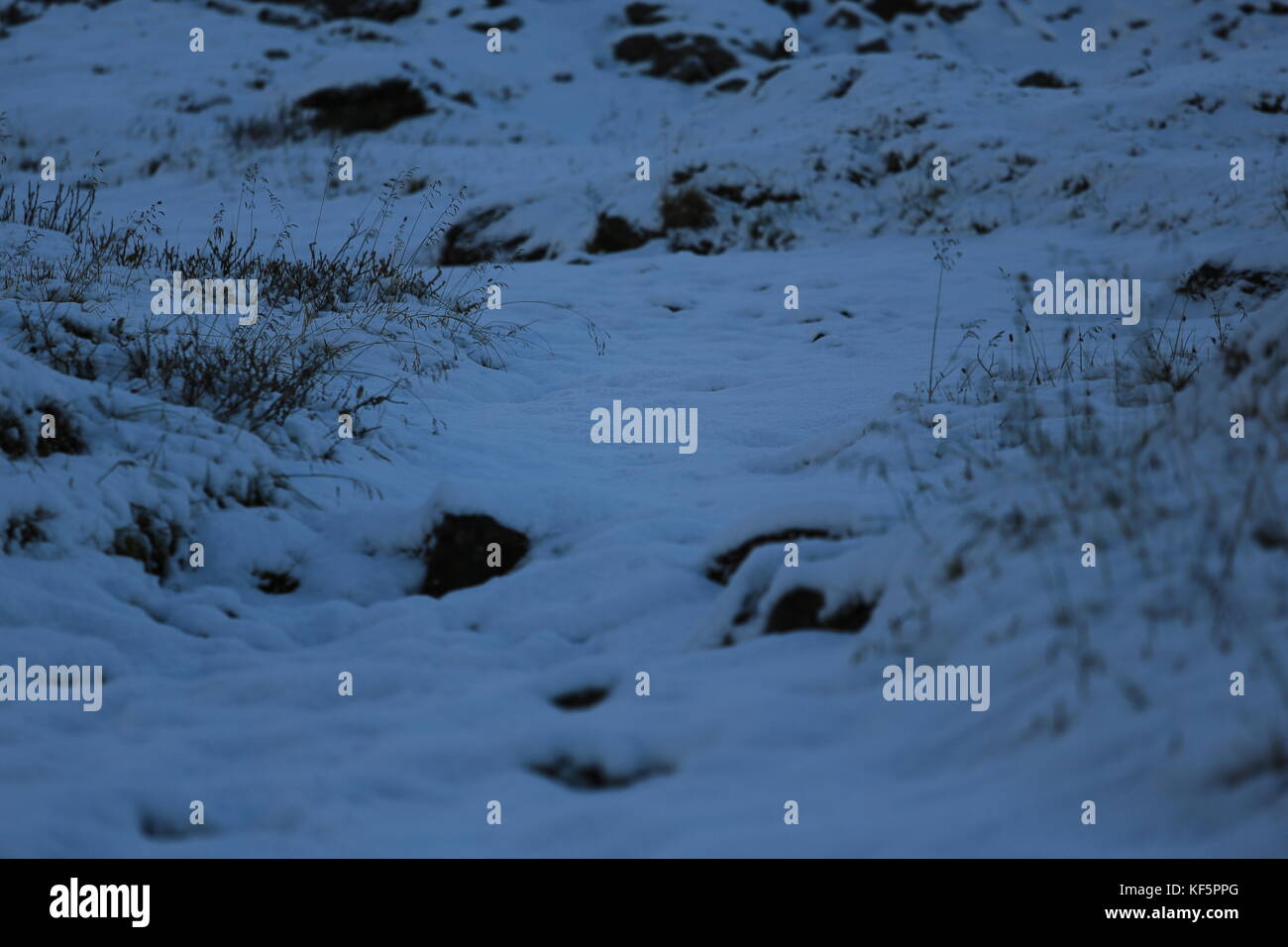 Fox Traces In The Snow Stock Photo