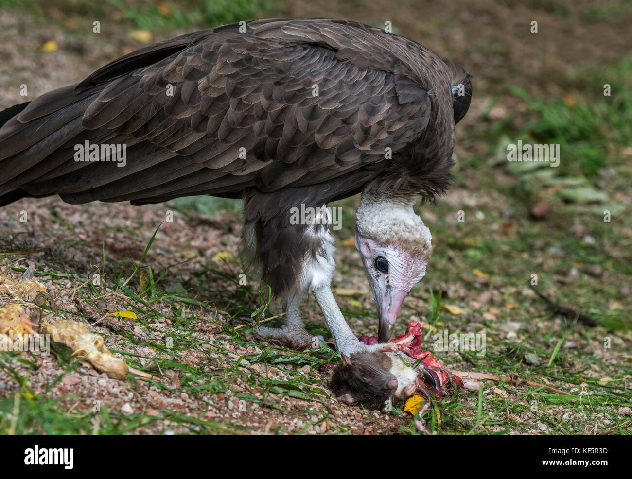 Hooded vulture (Necrosyrtes monachus) native to Africa eating dead rodent Stock Photo