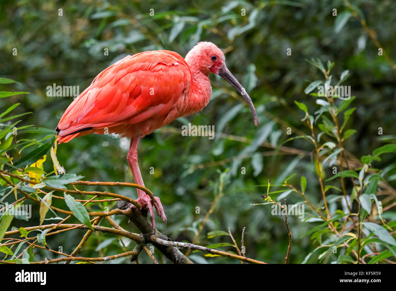 Scarlet ibis (Eudocimus ruber) perched in tree, native to tropical South America and islands of the Caribbean Stock Photo