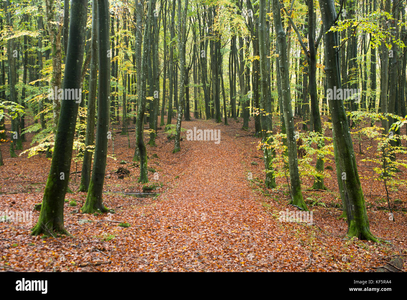 Beech forest in autumn colours Stock Photo