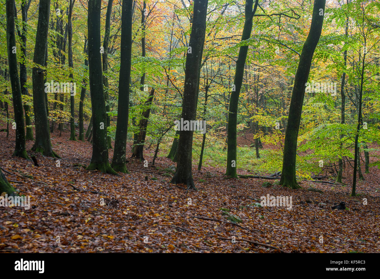 Beech forest in autumn colours Stock Photo