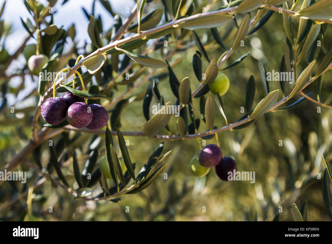 Olives slowly ripen on a tree at Donja Banda a hillside village on