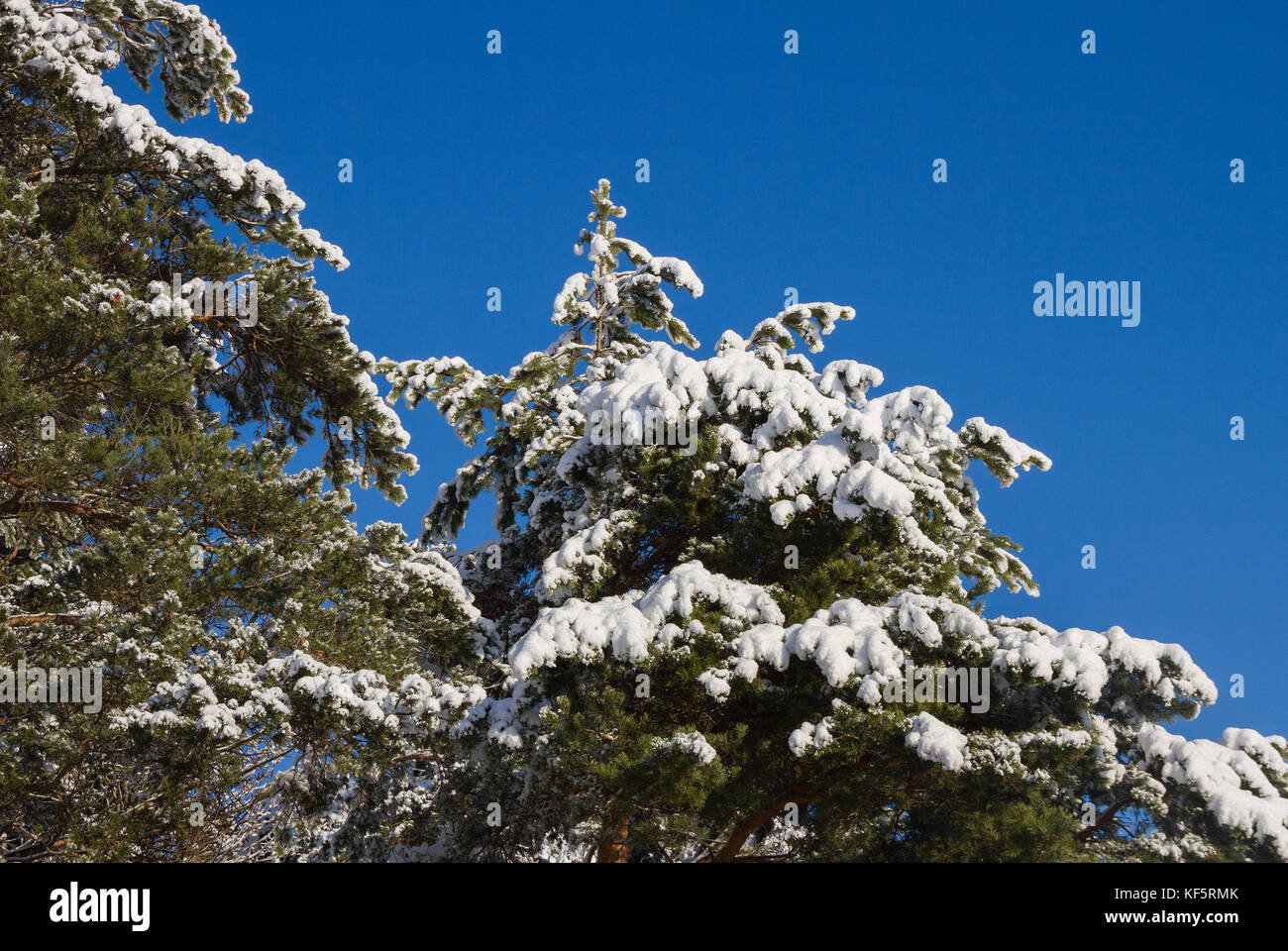 Pine tree branch covered with snow Stock Photo - Alamy