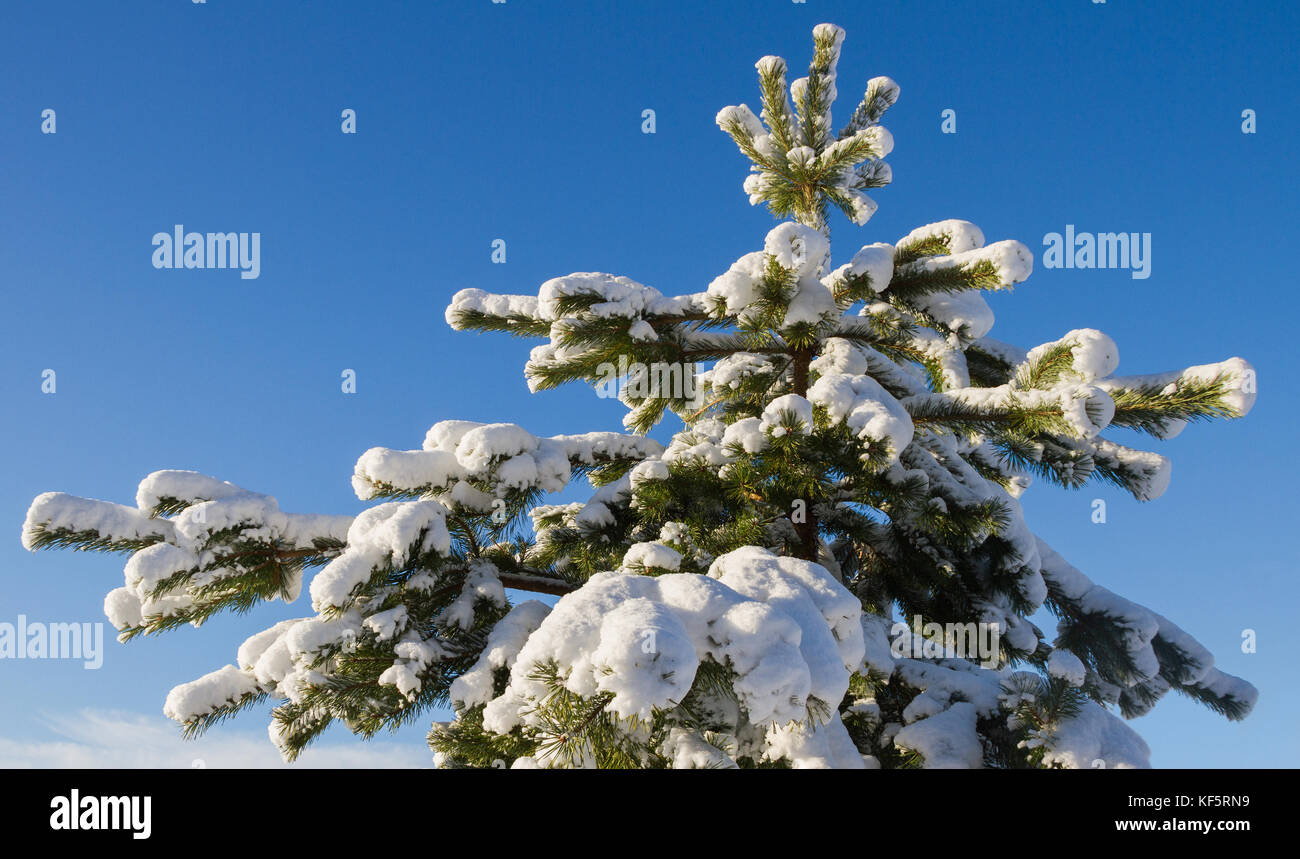Pine tree branch covered with snow Stock Photo - Alamy