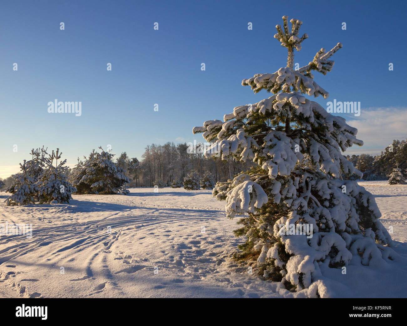 Pine tree branch covered with snow Stock Photo - Alamy