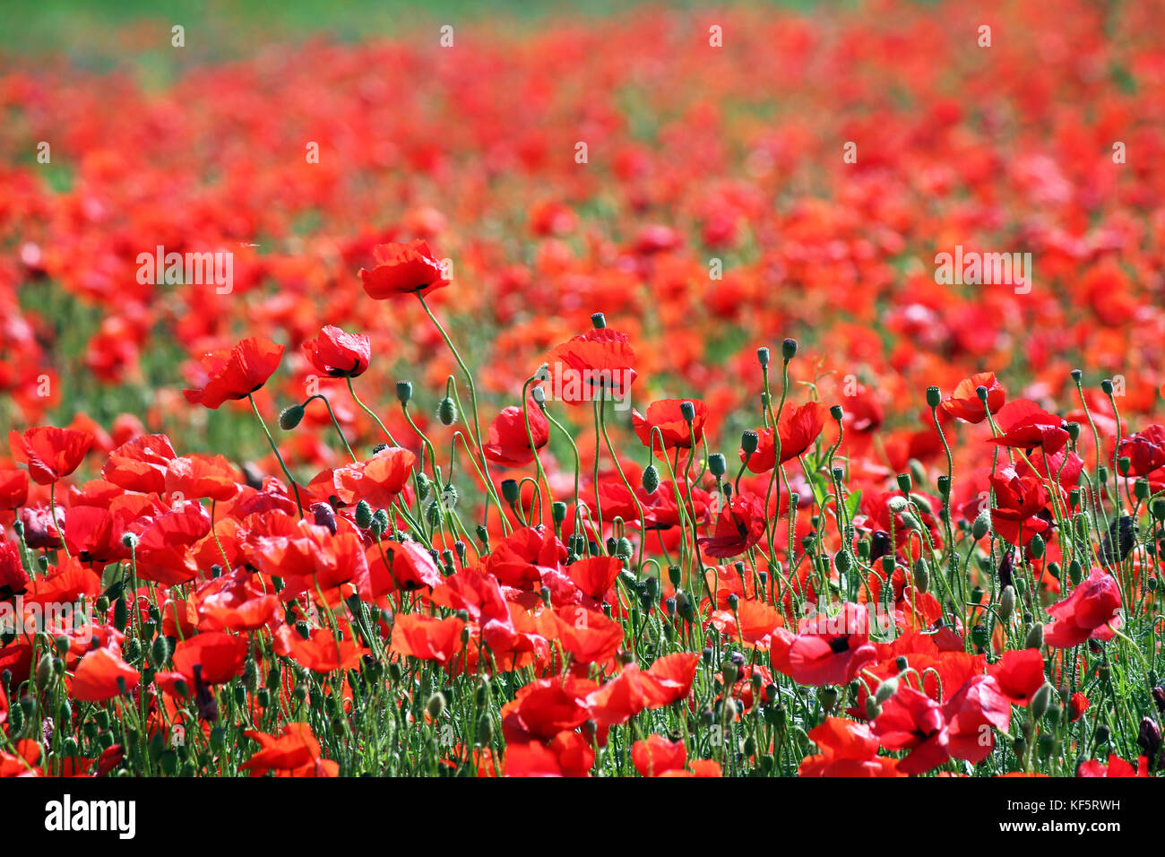 red poppies flower meadow landscape Stock Photo - Alamy