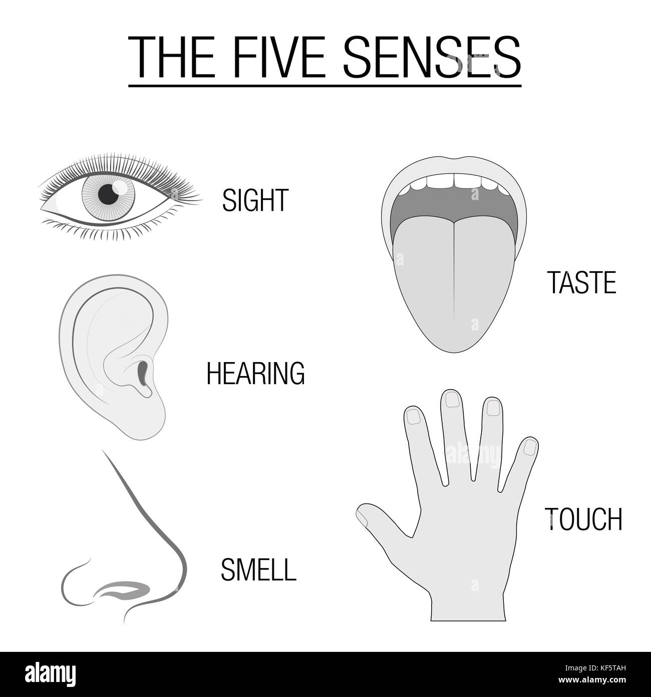 Eye, ear, tongue, nose and hand - five senses chart with sensory organs and appropriate designation sight, hearing, taste, smell and touch. Stock Photo