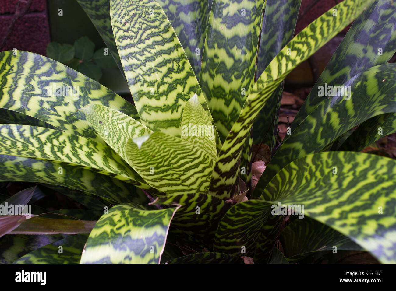 Close photo of Bromelia plants and ficus. Anchient plant. Macro Bromeliaceae, green leaves with water Stock Photo