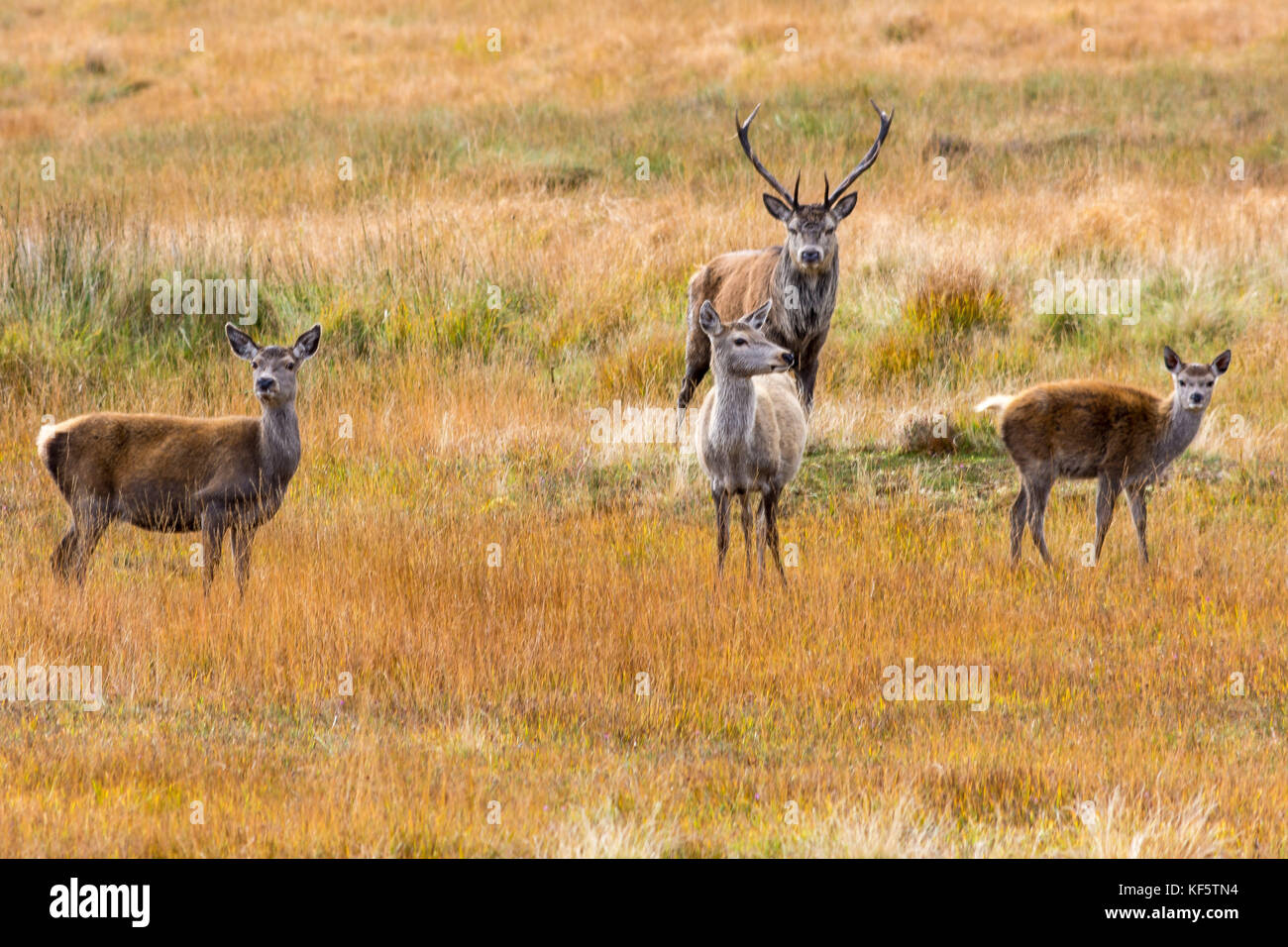 Red Deer Stag and Hinds at Kinbrace, Sutherland, Scotland, United Kingdom Stock Photo