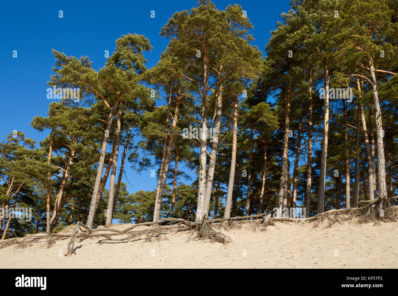 Growing pine trees on a hill with big roots Stock Photo Alamy