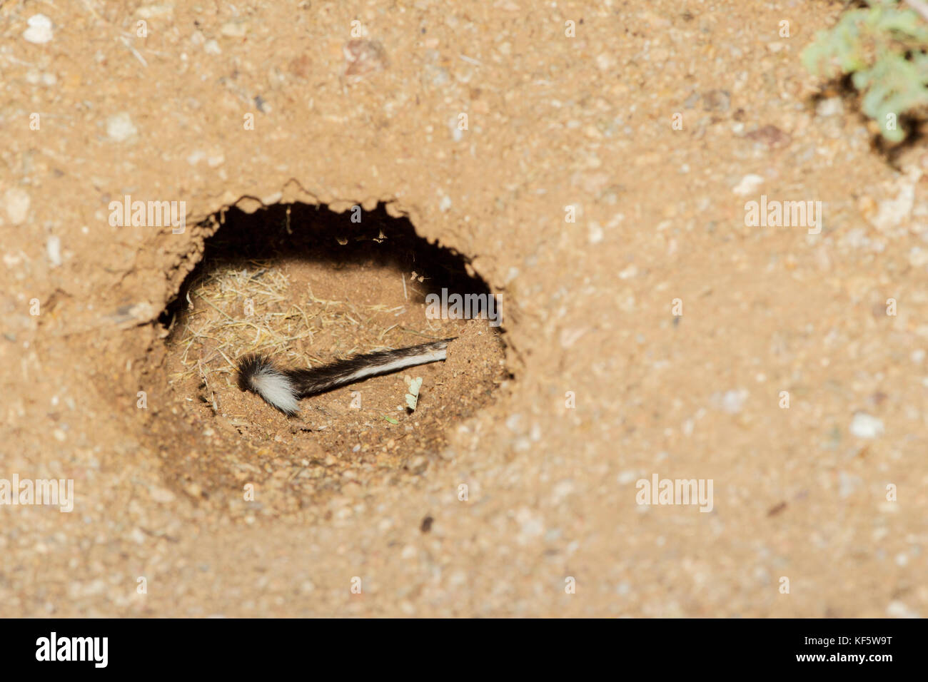 Banner-tailed Kangaroo Rat  Dipodomys spectabilis Willow Springs Road, near Oracle, Pinal County, Arizona, USA 20 August 2014      Adult         Heter Stock Photo