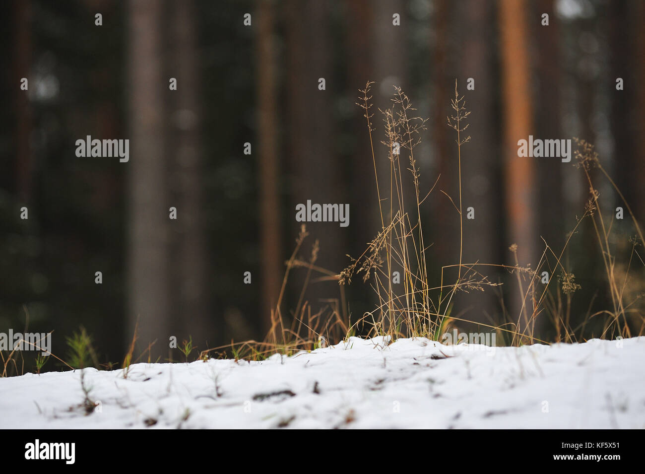 Dried grass in the end of autumn Stock Photo Alamy