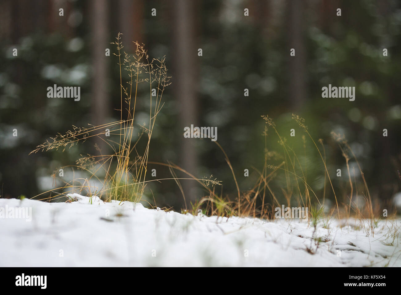 Dried grass in the end of autumn Stock Photo Alamy
