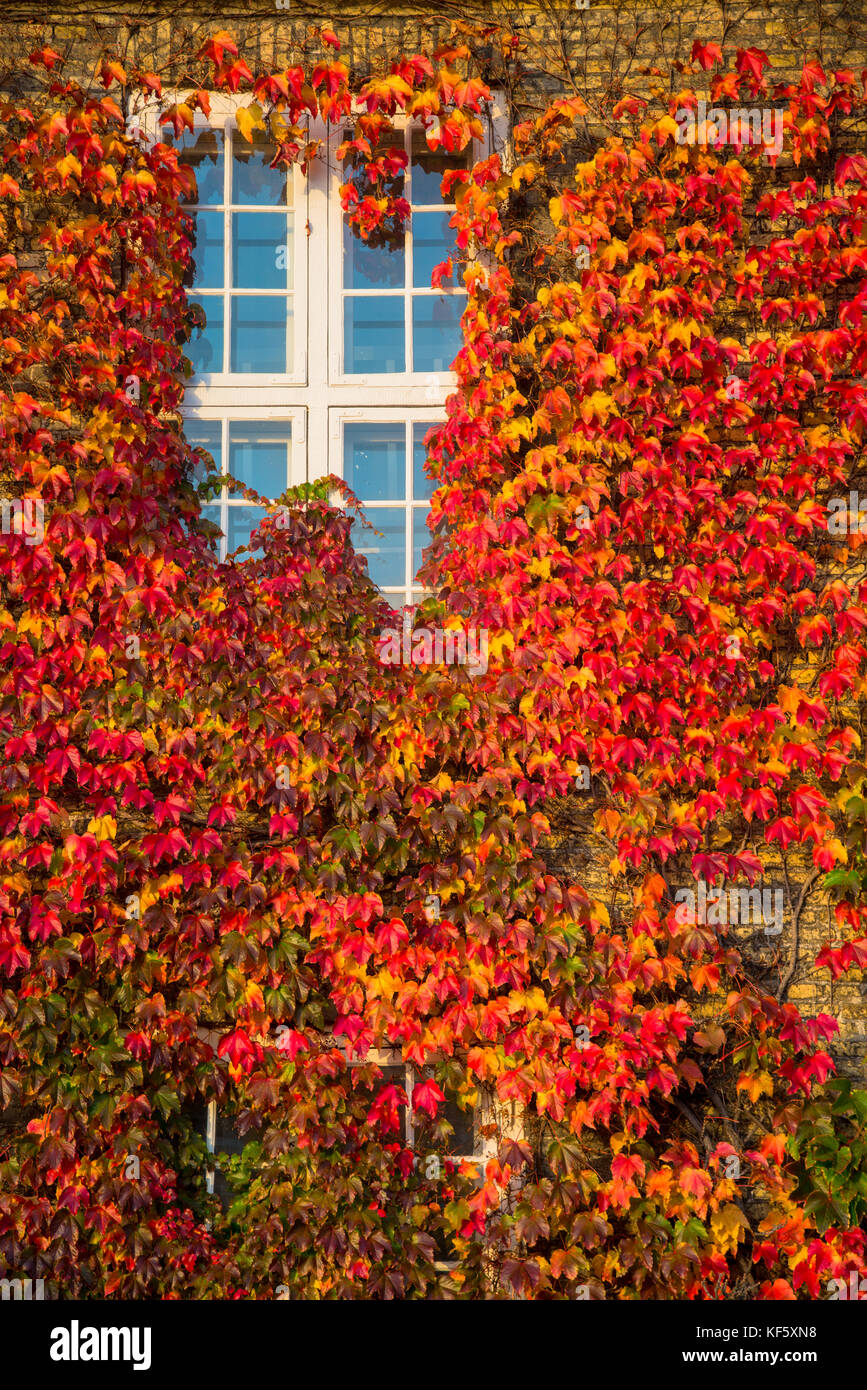 Colorful leaves at house with window in fall in Kopenhagen, denmark Stock Photo