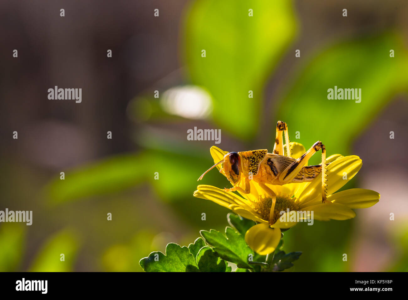 Grasshopper on flower Stock Photo