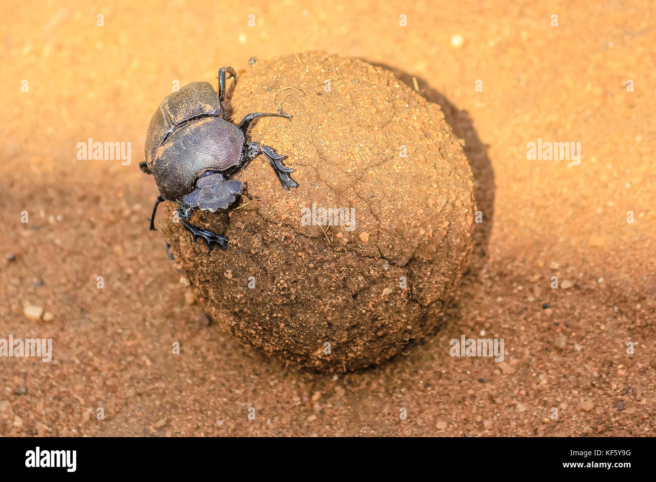 Ball of Dung beetle Stock Photo