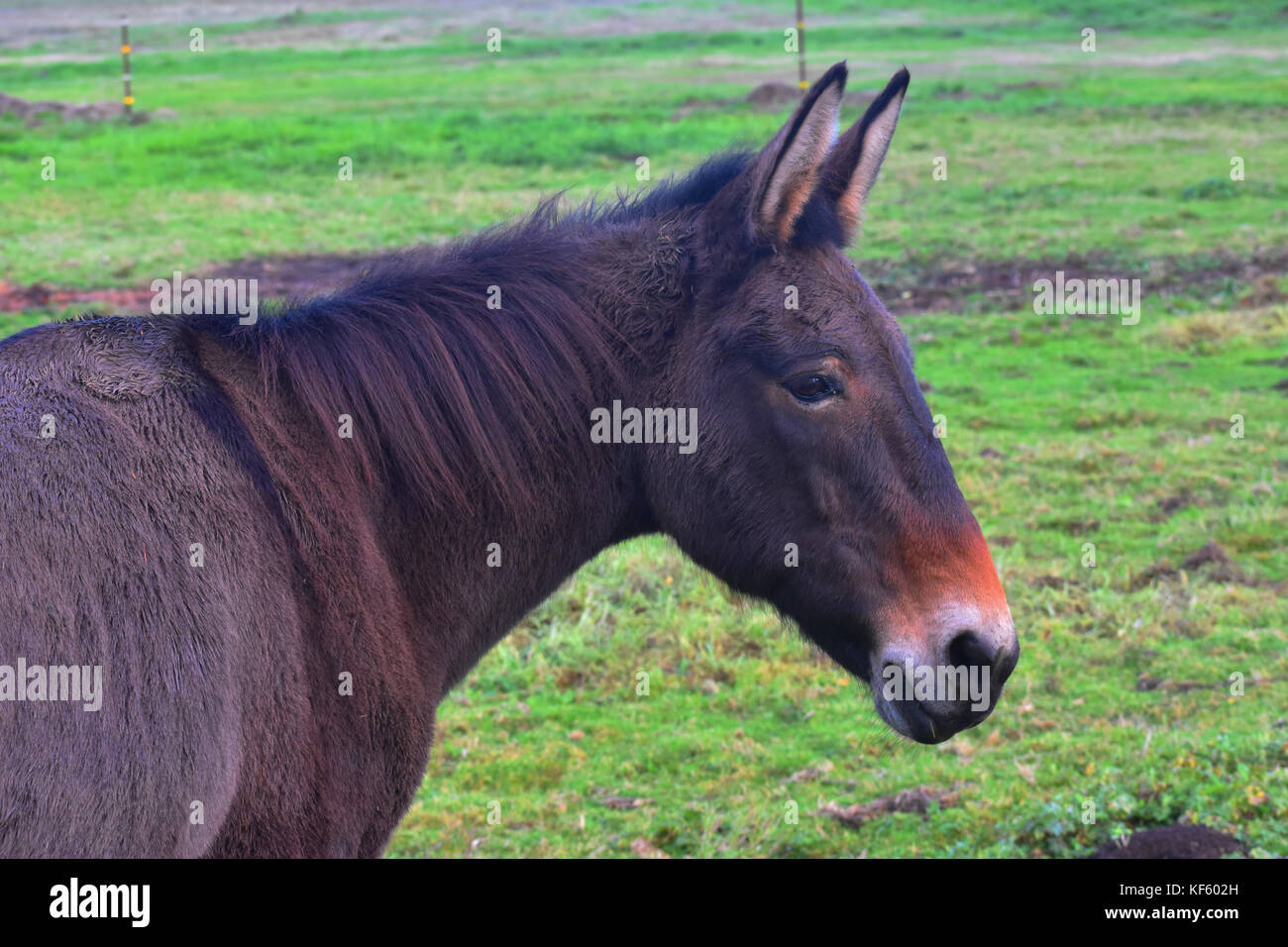 A closeup of a donkey from a side profile. Stock Photo