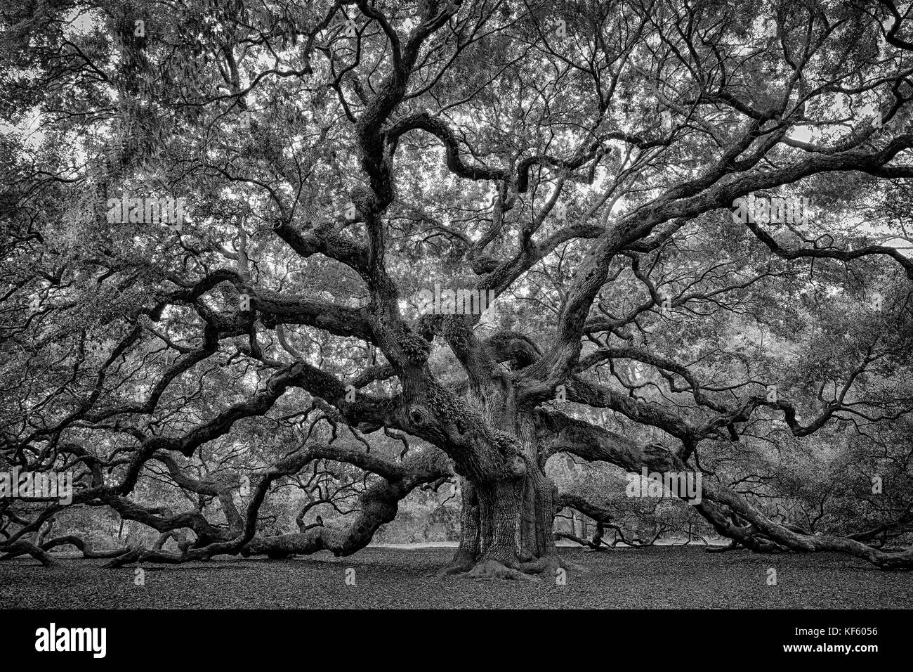 Angel Oak Tree is a Southern live oak (Quercus virginiana) located in